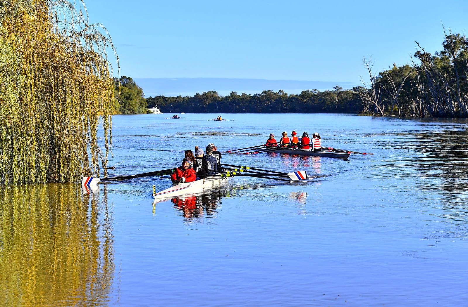 Rowers in oar of the Murray