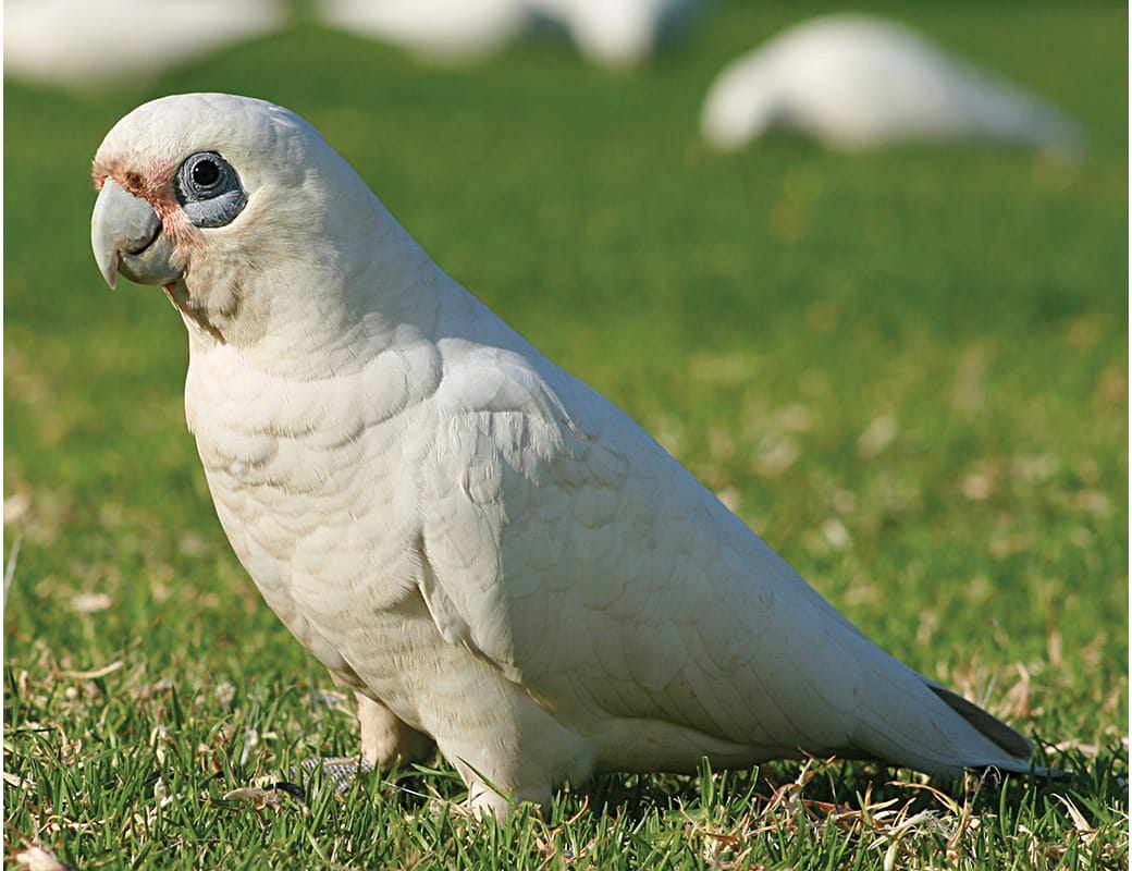 Not-so-little corella problem in spotlight
