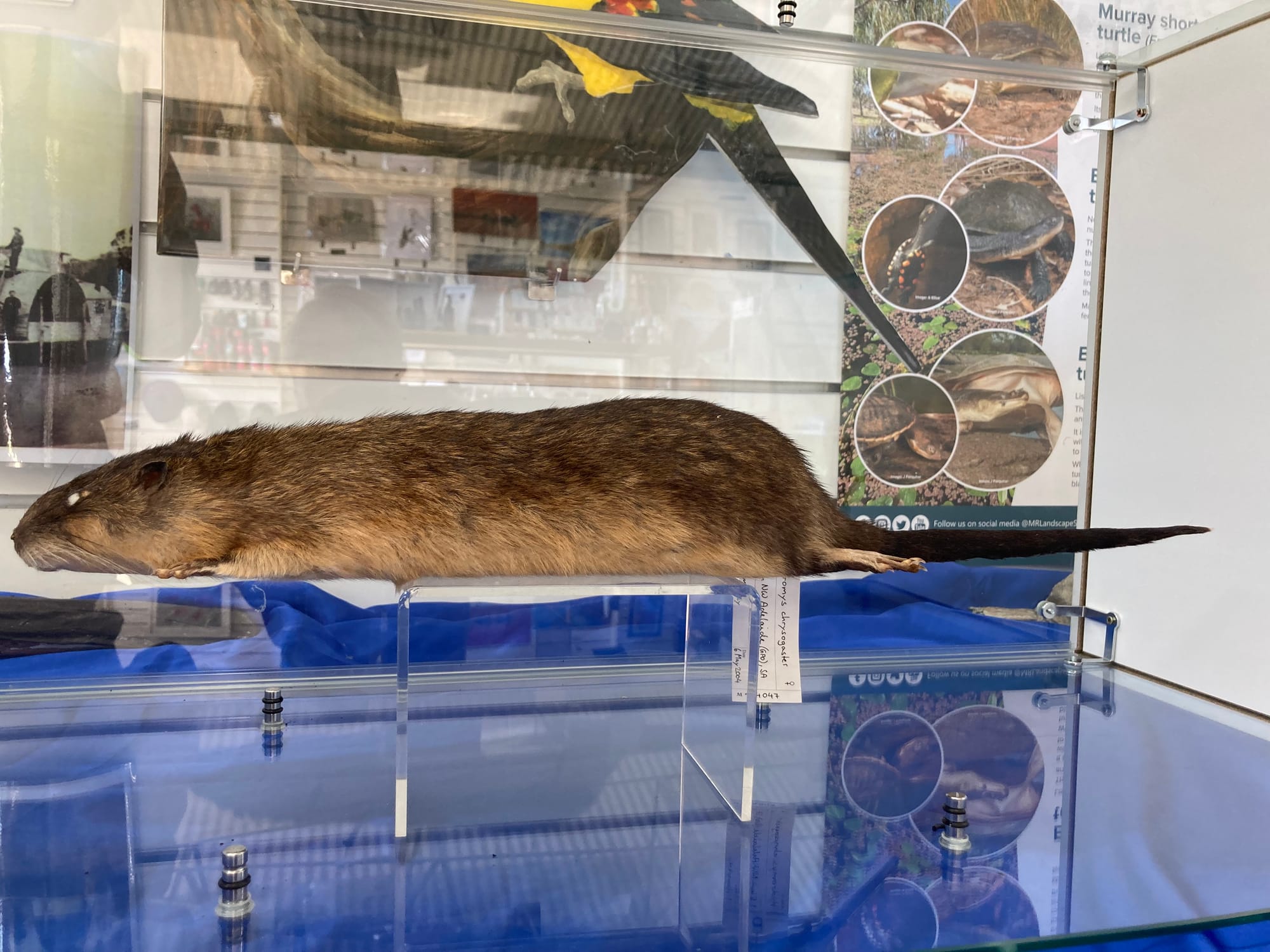 That’s not a rat, it’s a rakali