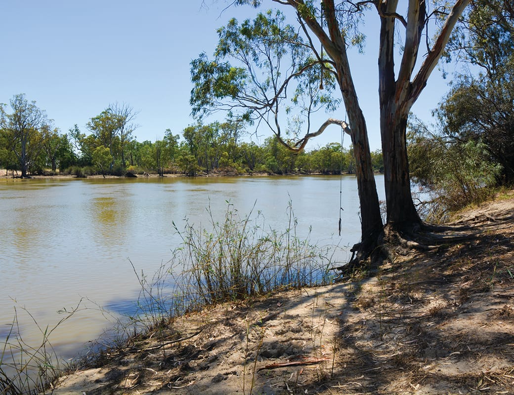 Loxton river front’s red gums under threat