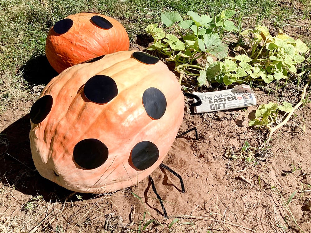 Giving them pumpkin to talk about