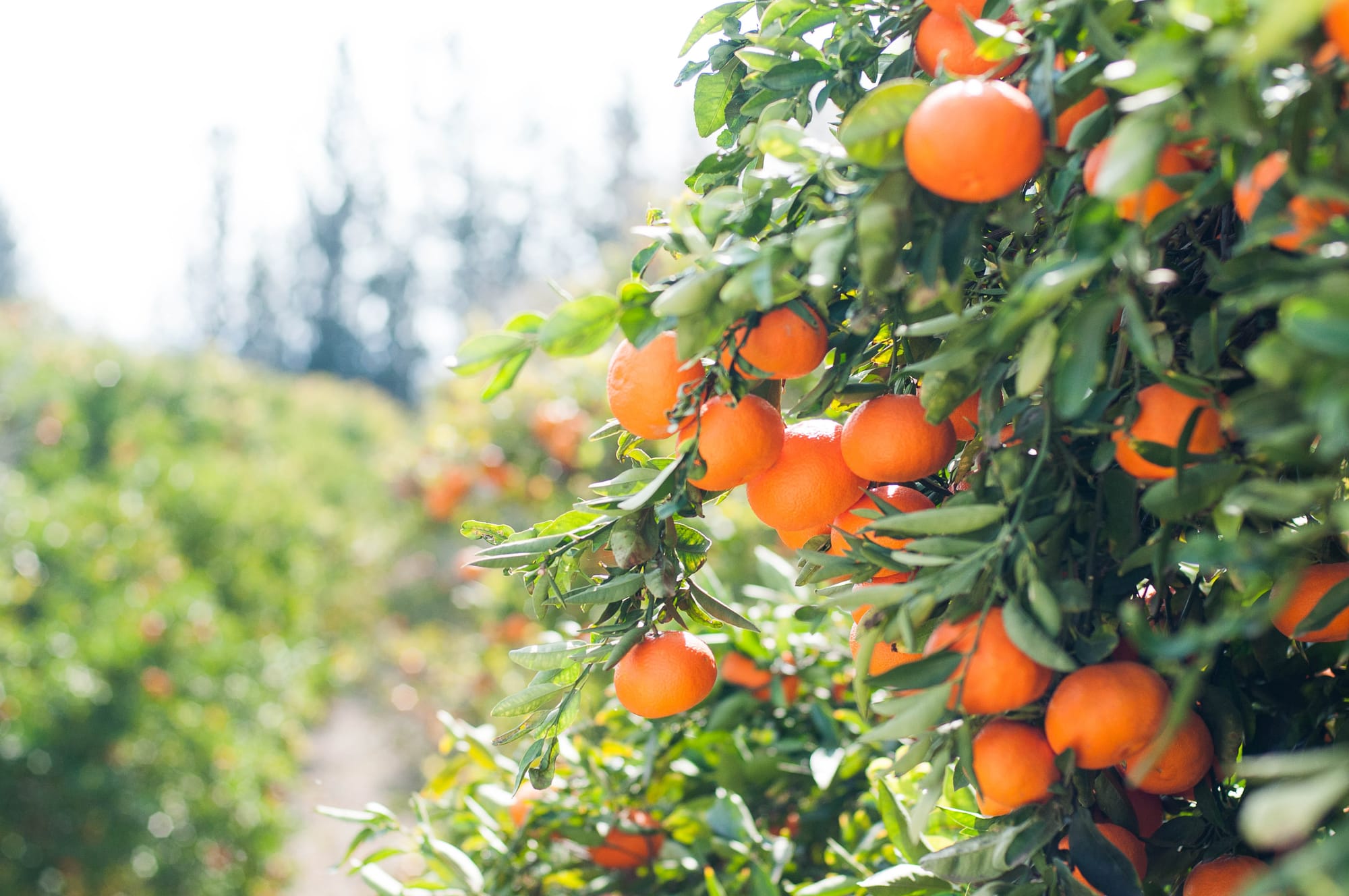 Citrus SA monthly column: