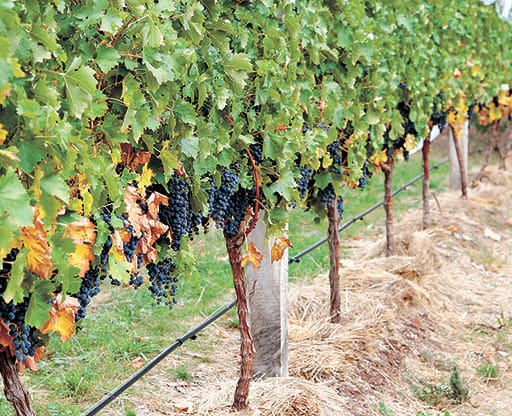 Pasin’s call for wine meeting unanswered