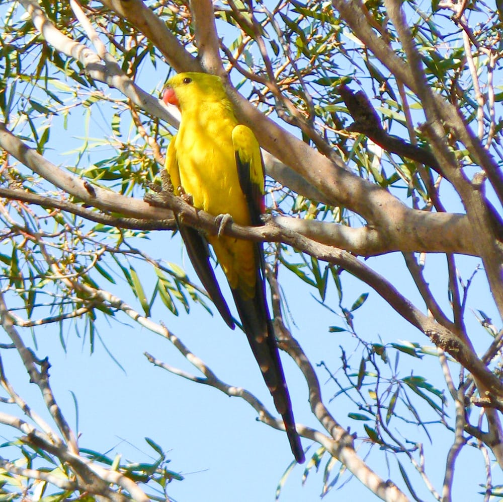 Plan to tackle pecking parrots
