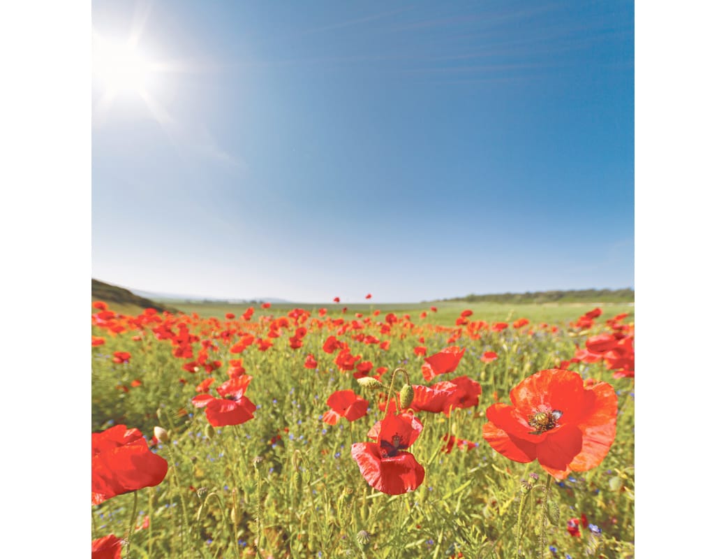 Loxton RSL to continue its ANZAC service