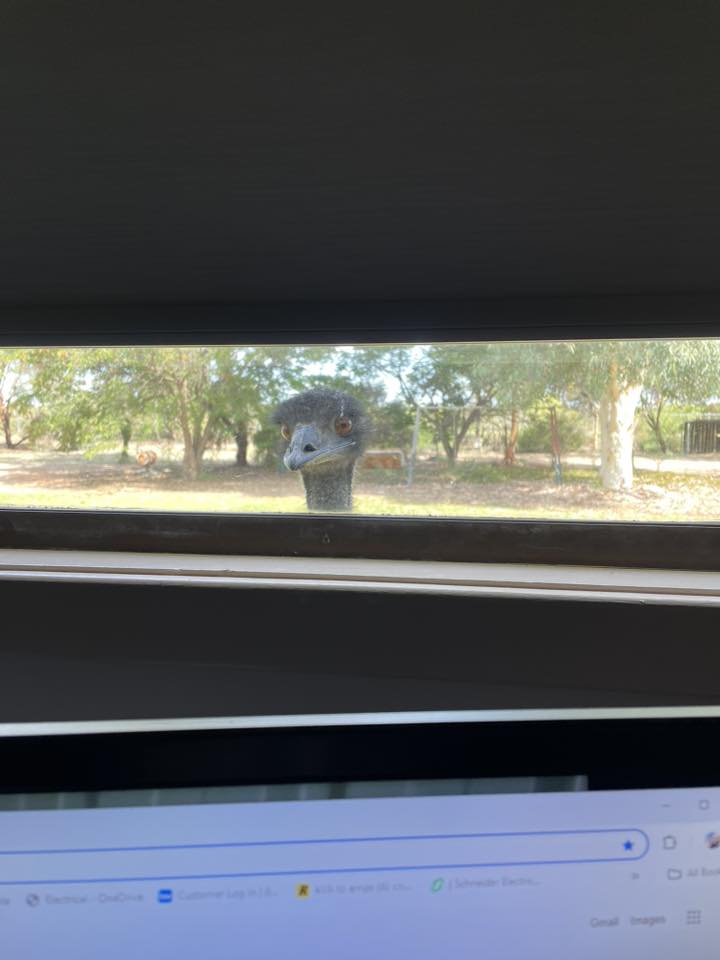 How far our pets have come