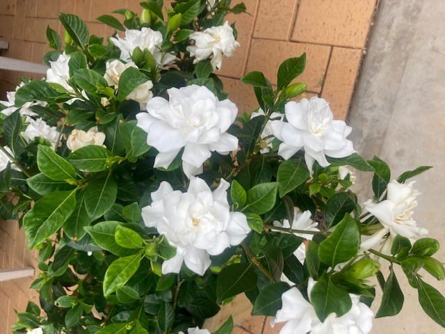 The Fairweather Gardener column