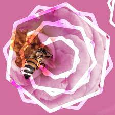 2023 Rose Festival dates and details unveiled