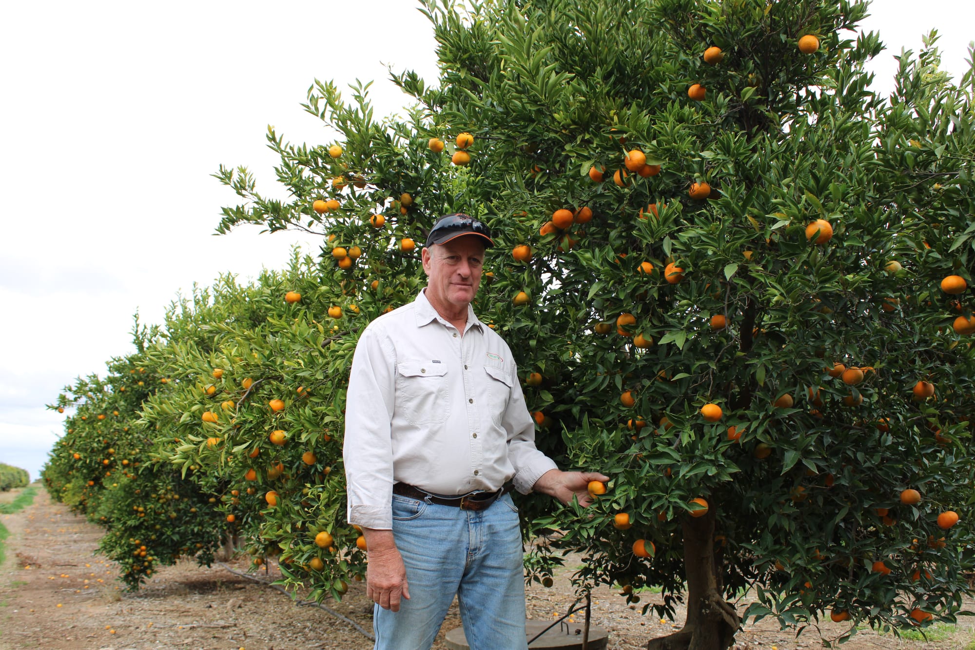 Smaller-sized citrus bringing low returns