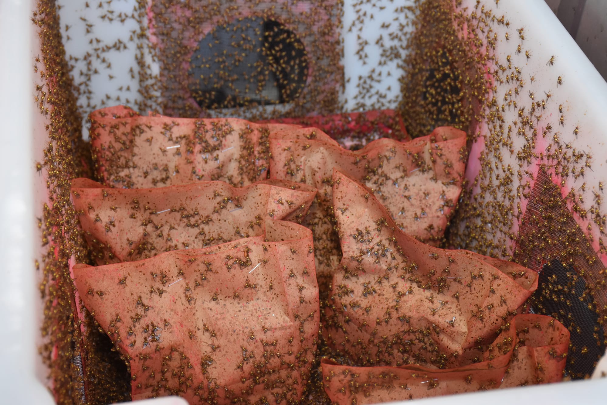 More sterile flies to help Riverland fruit fly battle