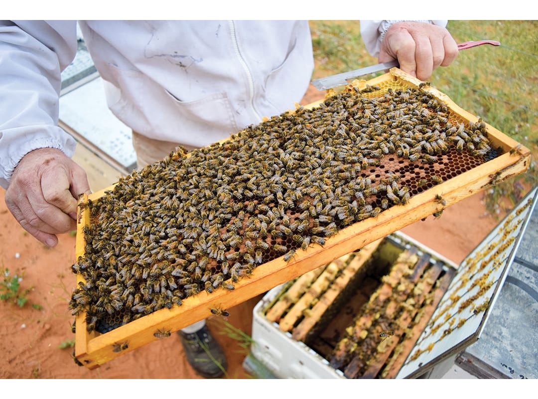 Varroa mite ‘huge threat’ to almonds