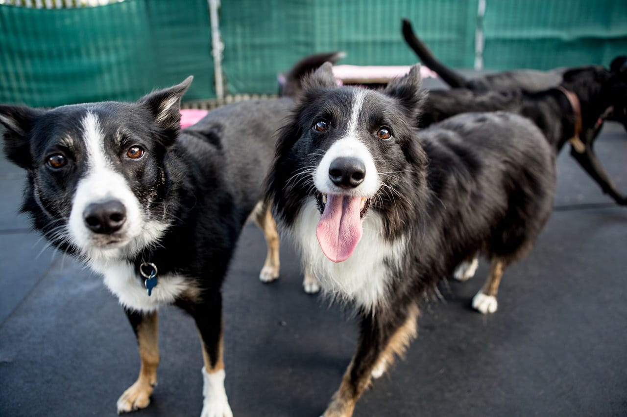 Berri Barmera’s dog and cat plan