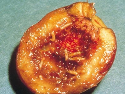 Two more Monash outbreaks prompt a warning on apricots