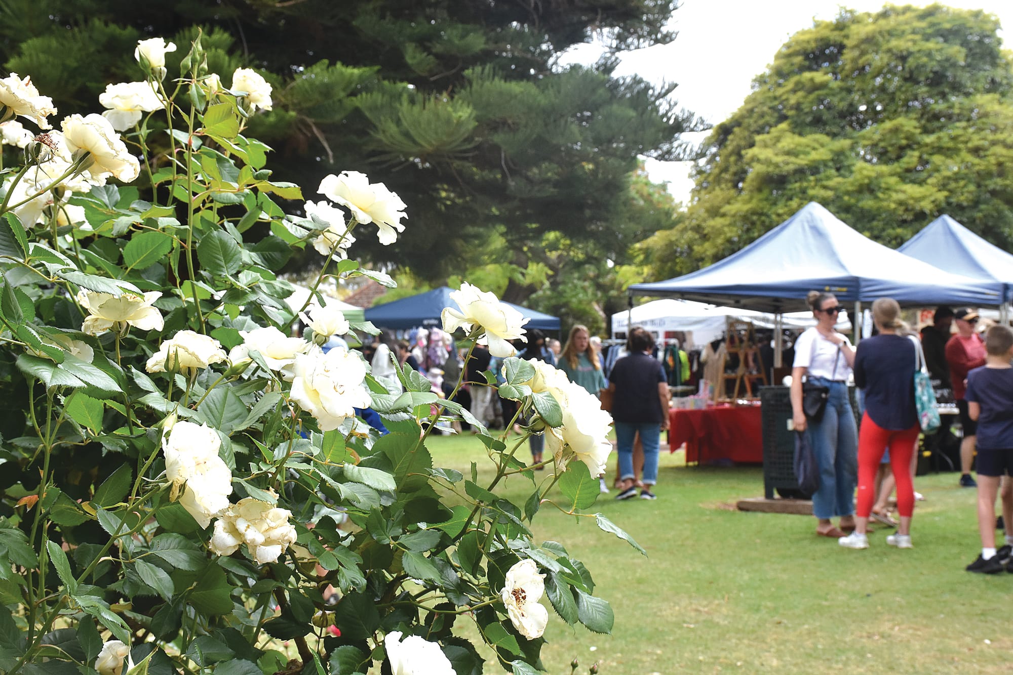 Committee putting petal to the metal for 2024