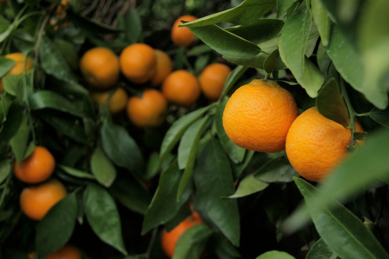 Citrus SA news update