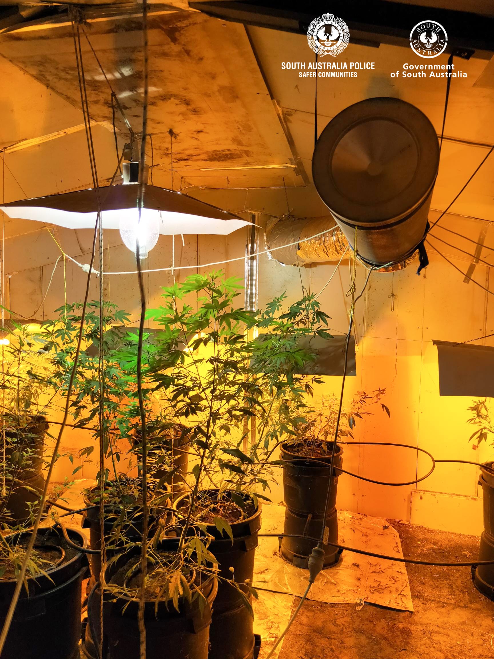 Cannabis operations busted