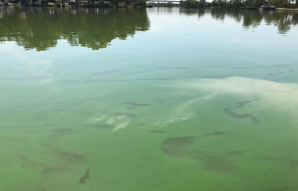 NSW blue-green algae sludge headed our way