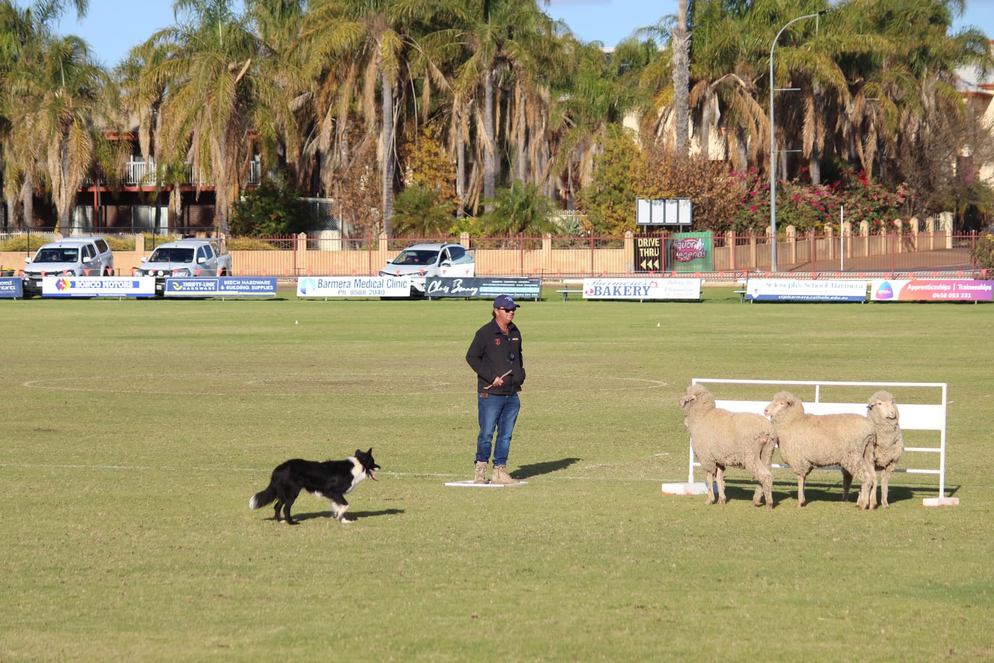A woolly good weekend in Barmera