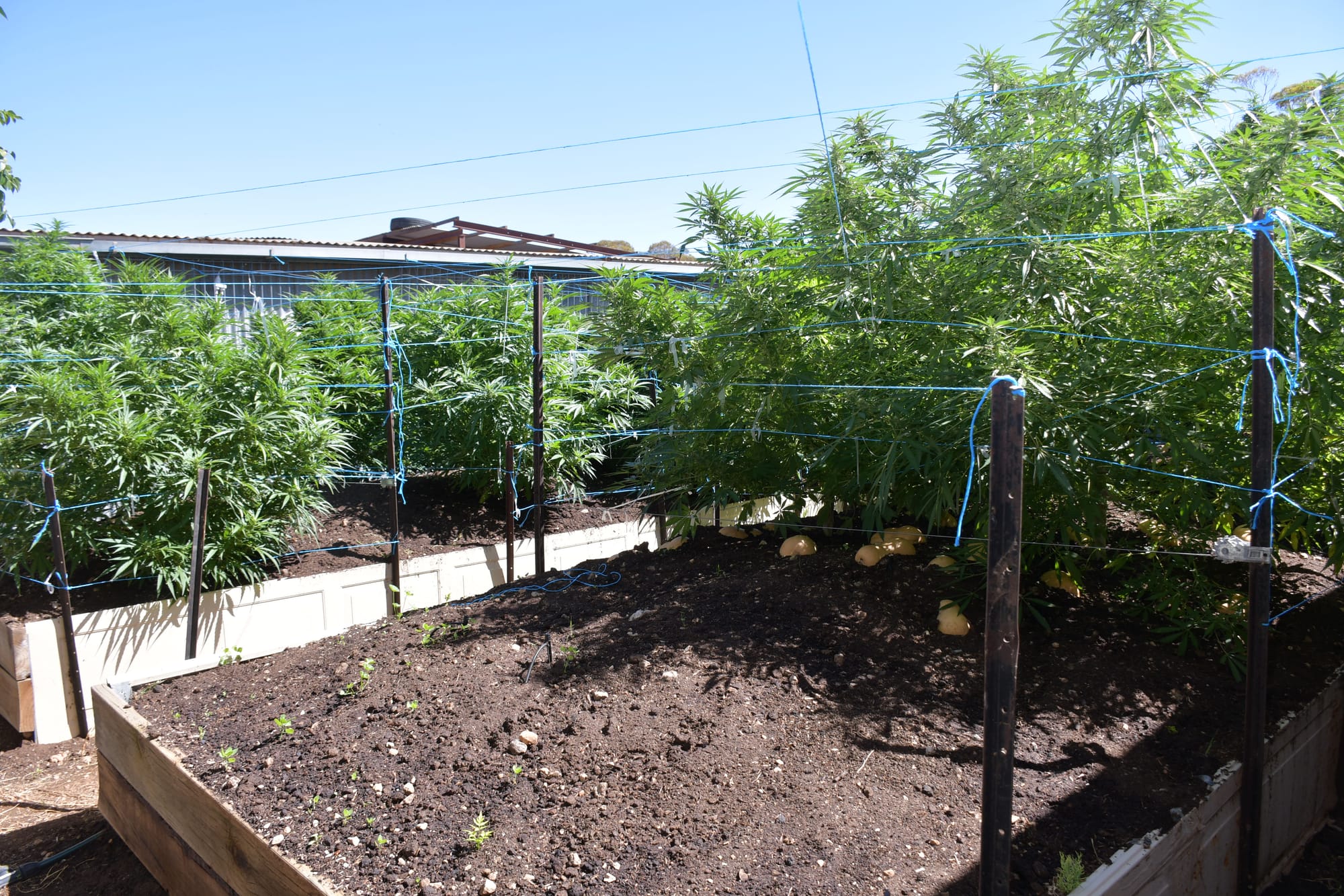 Riverlanders charged over drugs and weapons