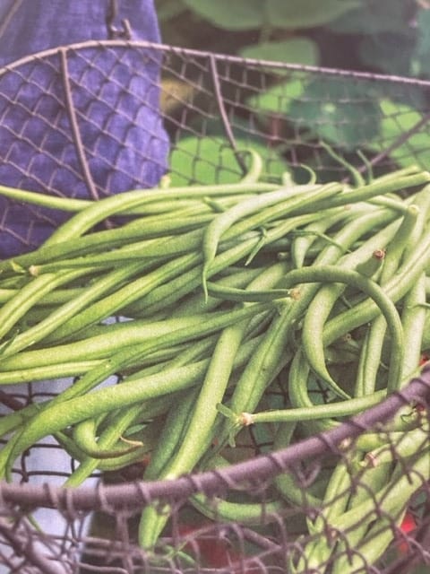 The Fair-weather Gardener