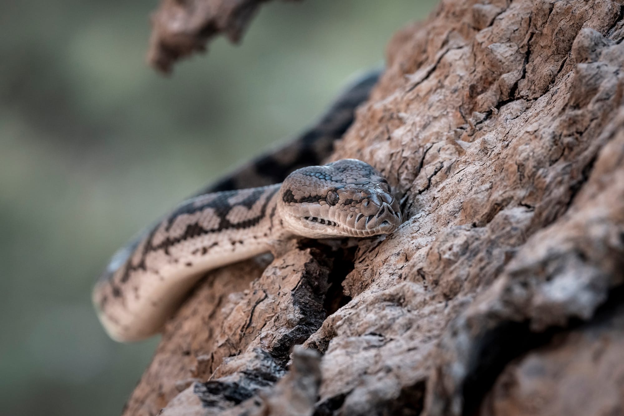 Nature Festival event shines light on rare snake