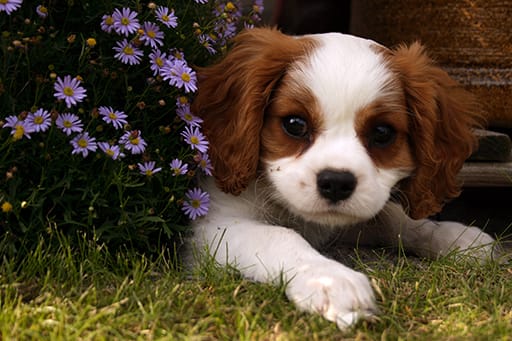 Local loses in puppy scam