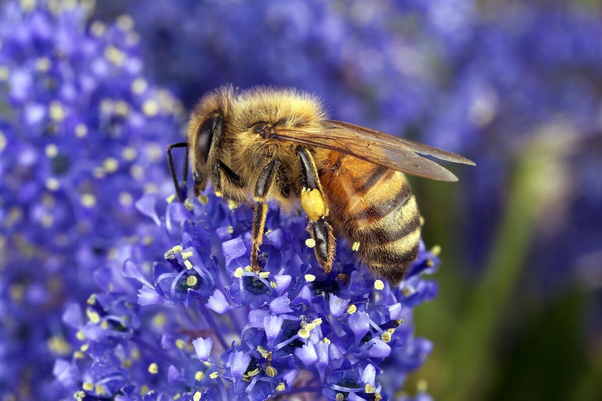 Funding initiative promoting more bee-friendly trees in the Riverland