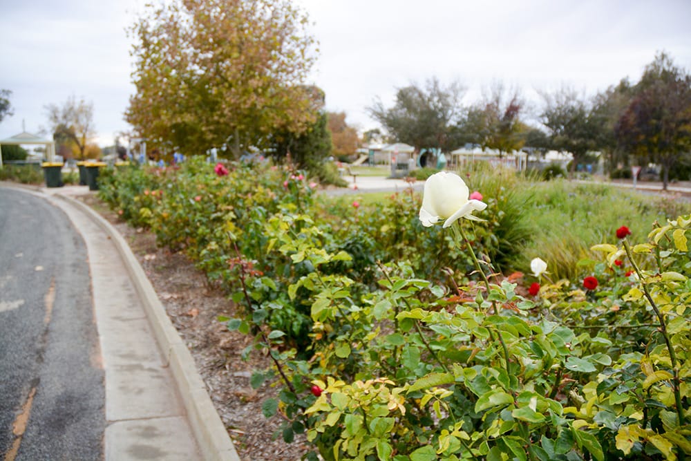 Is the rose bush ‘fence’ enough?