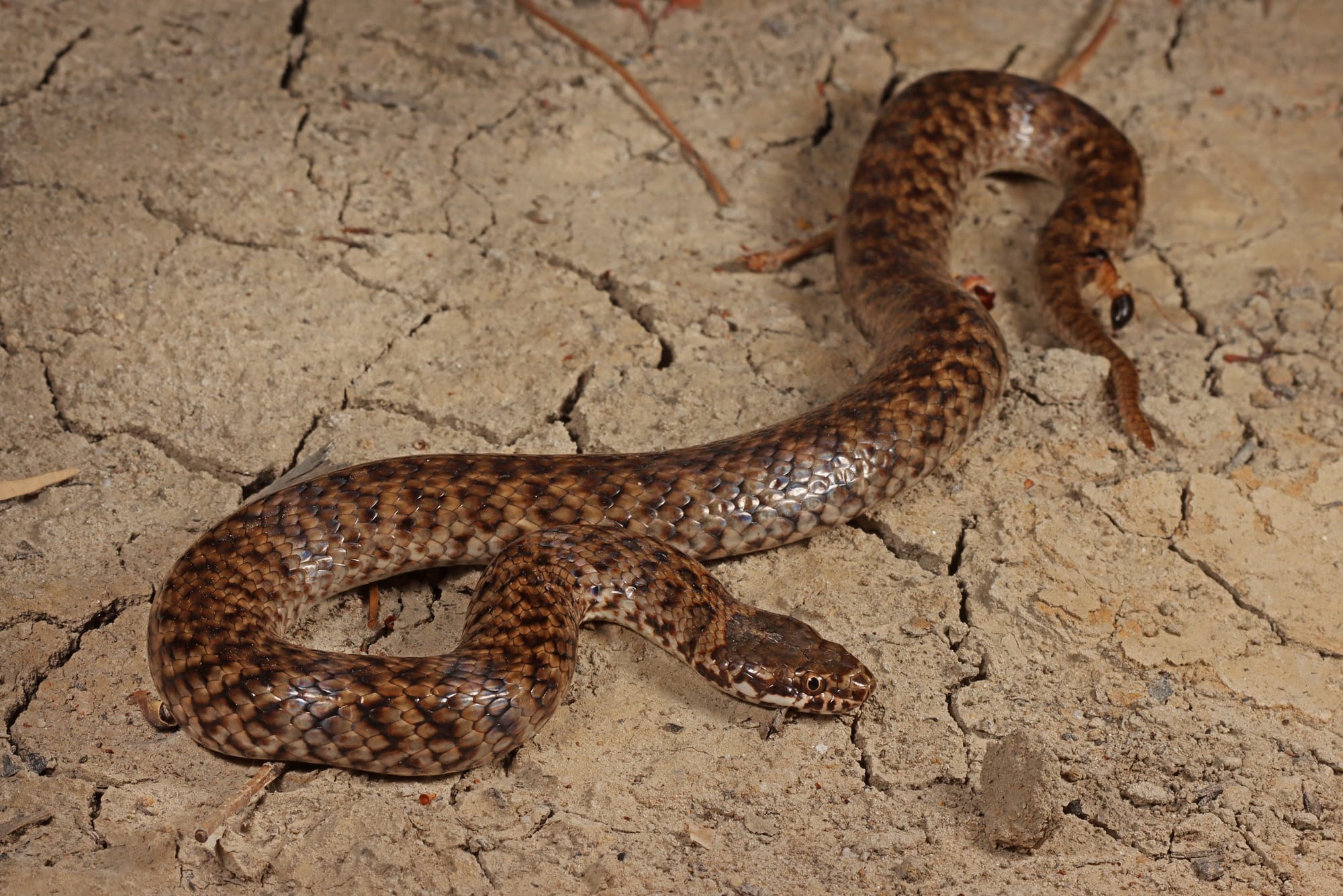 Venomous snake drops into the Riverland
