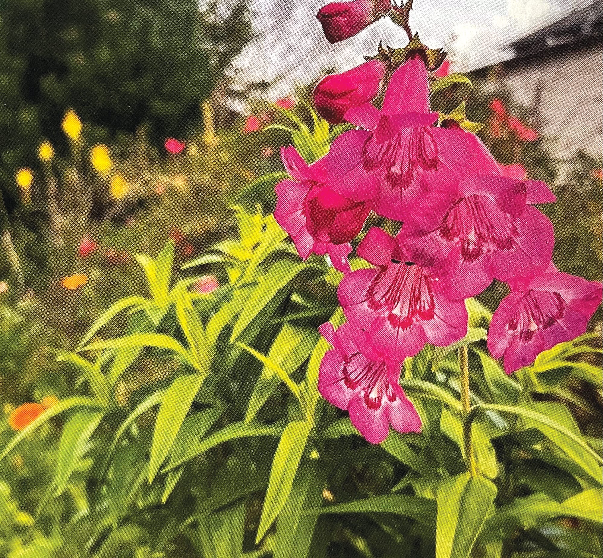 Fair Weather Gardener