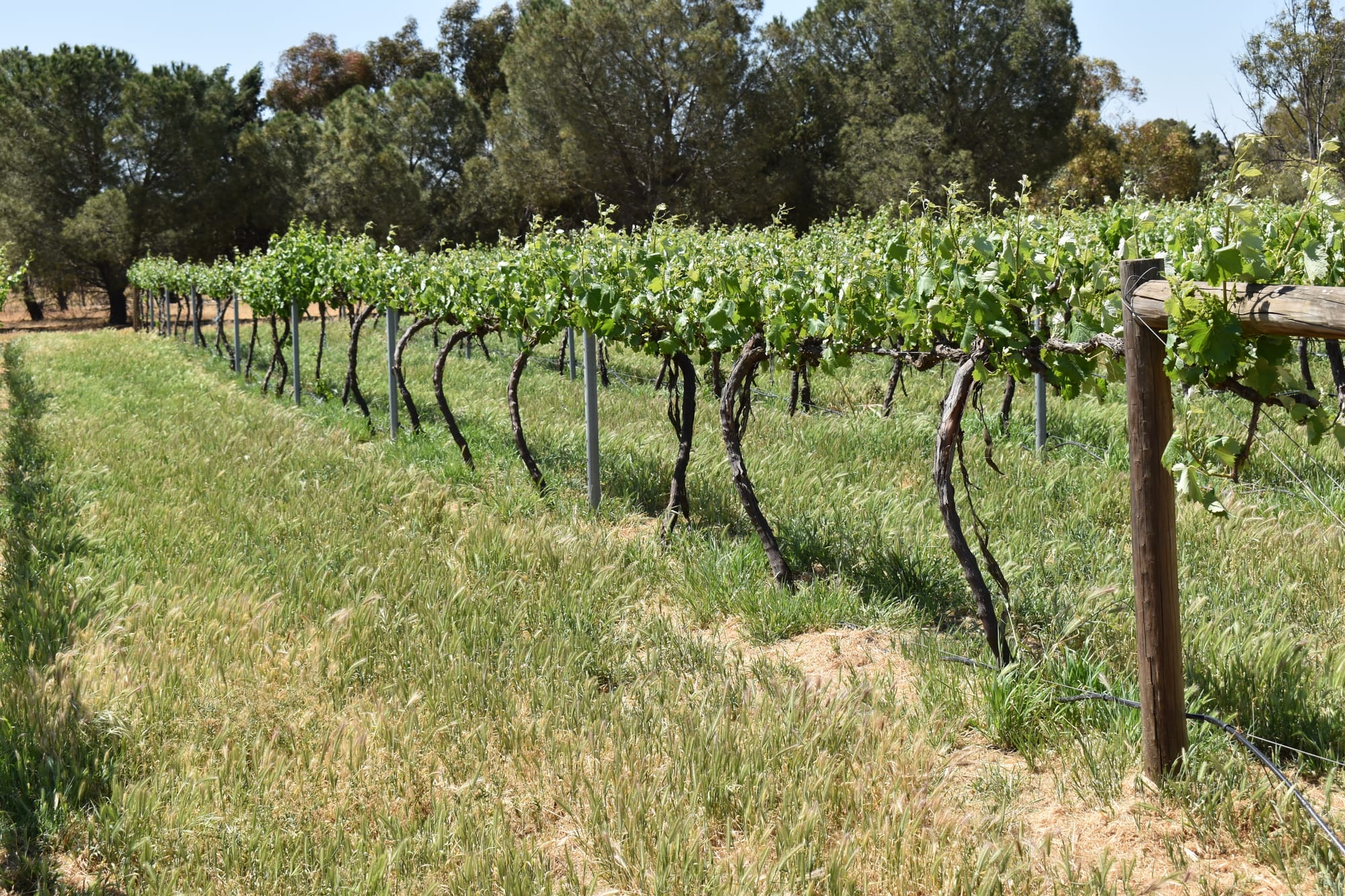 Riverland Wine search for officer continues