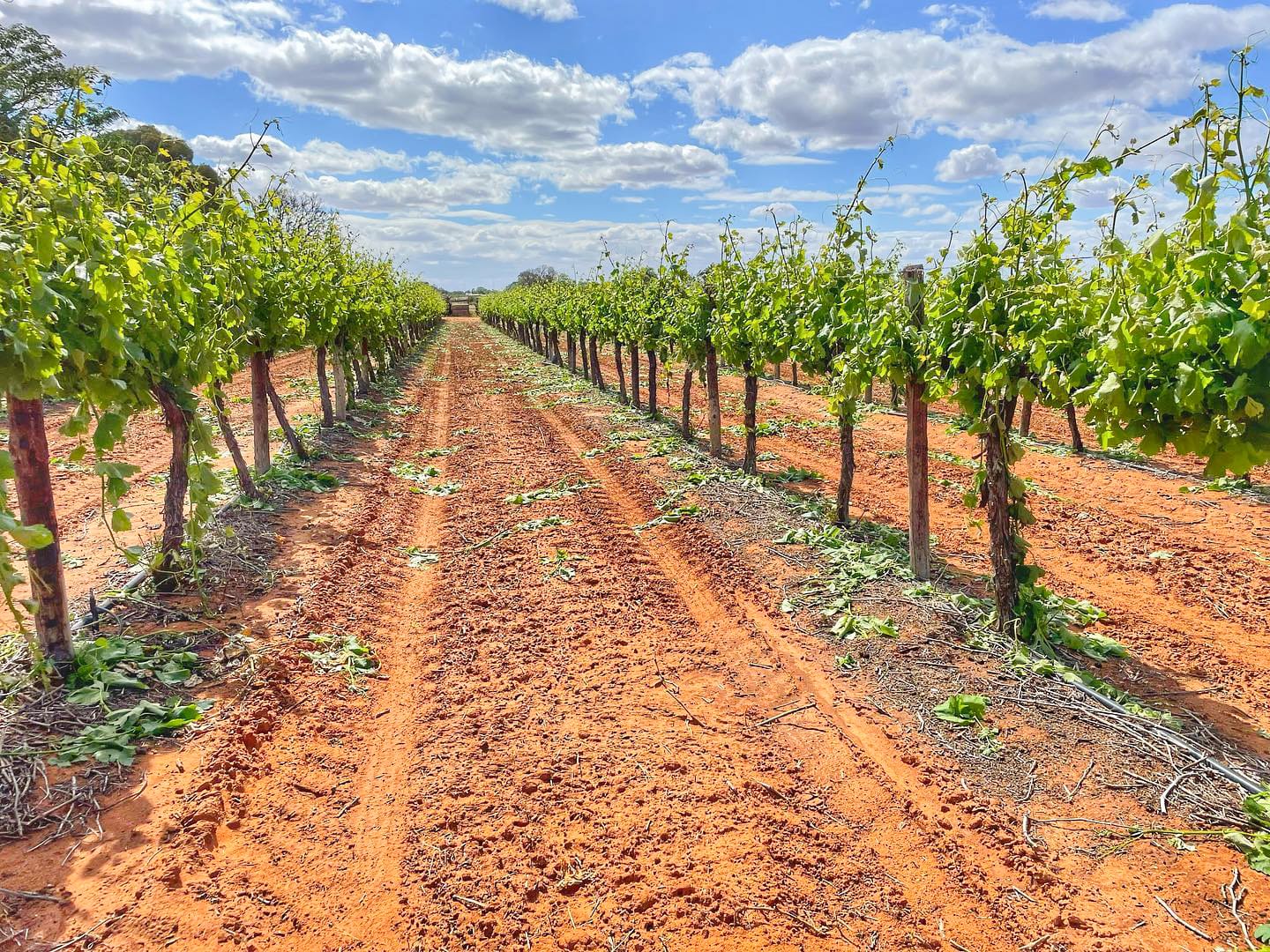 Riverland grapes the latest storm casualty