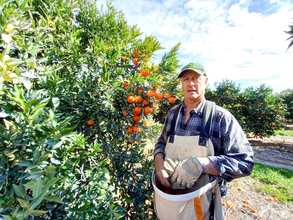 Bolster Blanchetown, says SA citrus industry