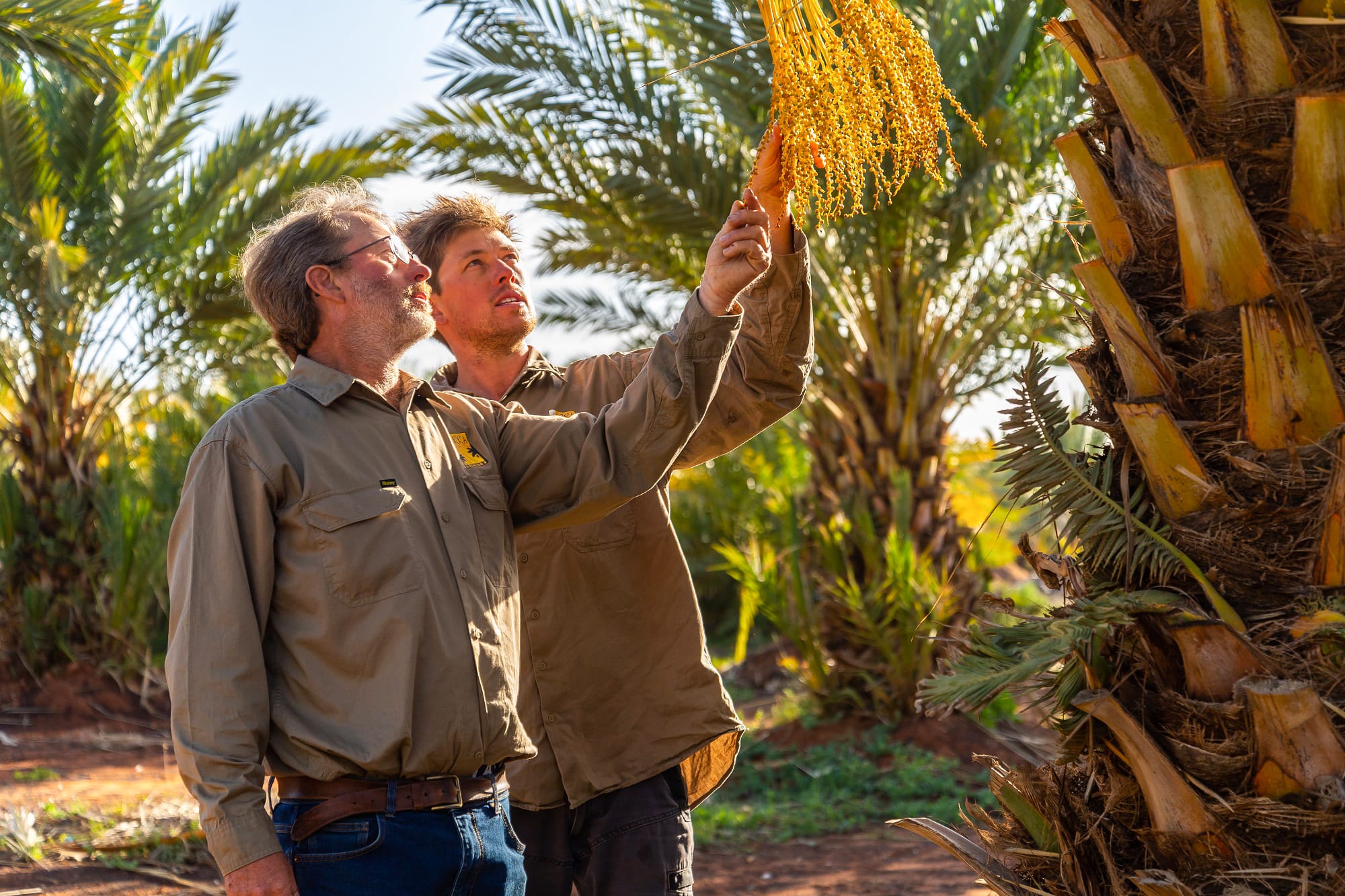 Dates with destiny: Supermarket giant’s $400k grant to boost Riverland business