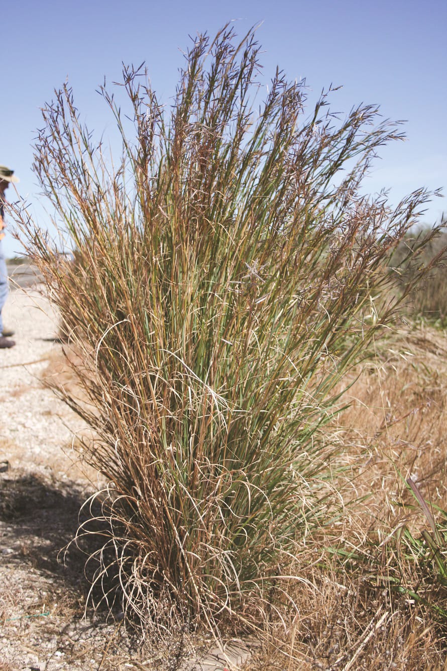 Landscape Board winning local fight against invasive grass species