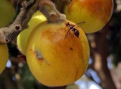 Qfly pressure set to increase on Riverland?