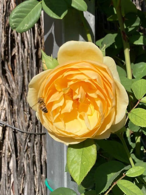 Who will be our Riverland Rose?