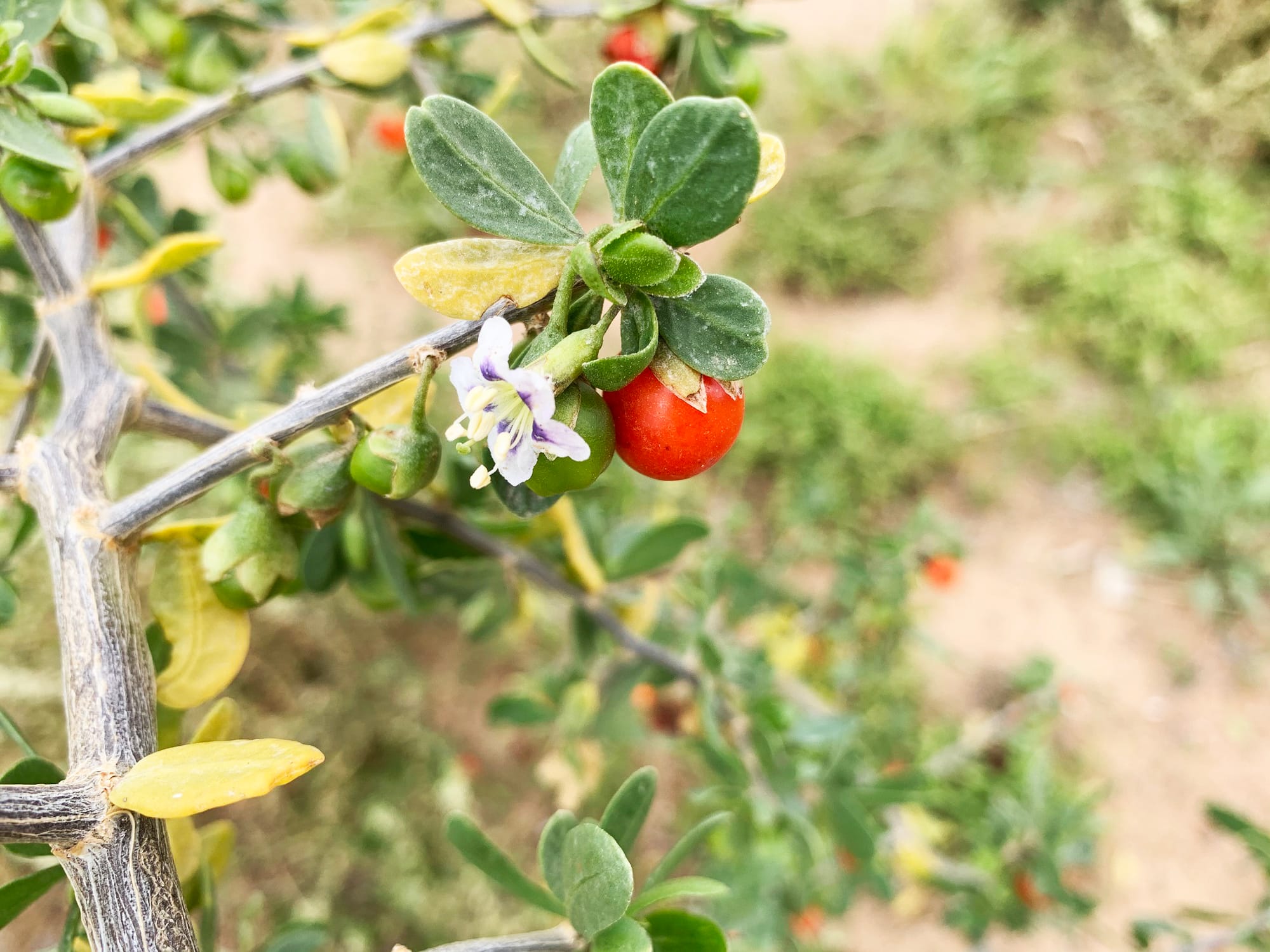 Spotlight on controlling African boxthorn weed