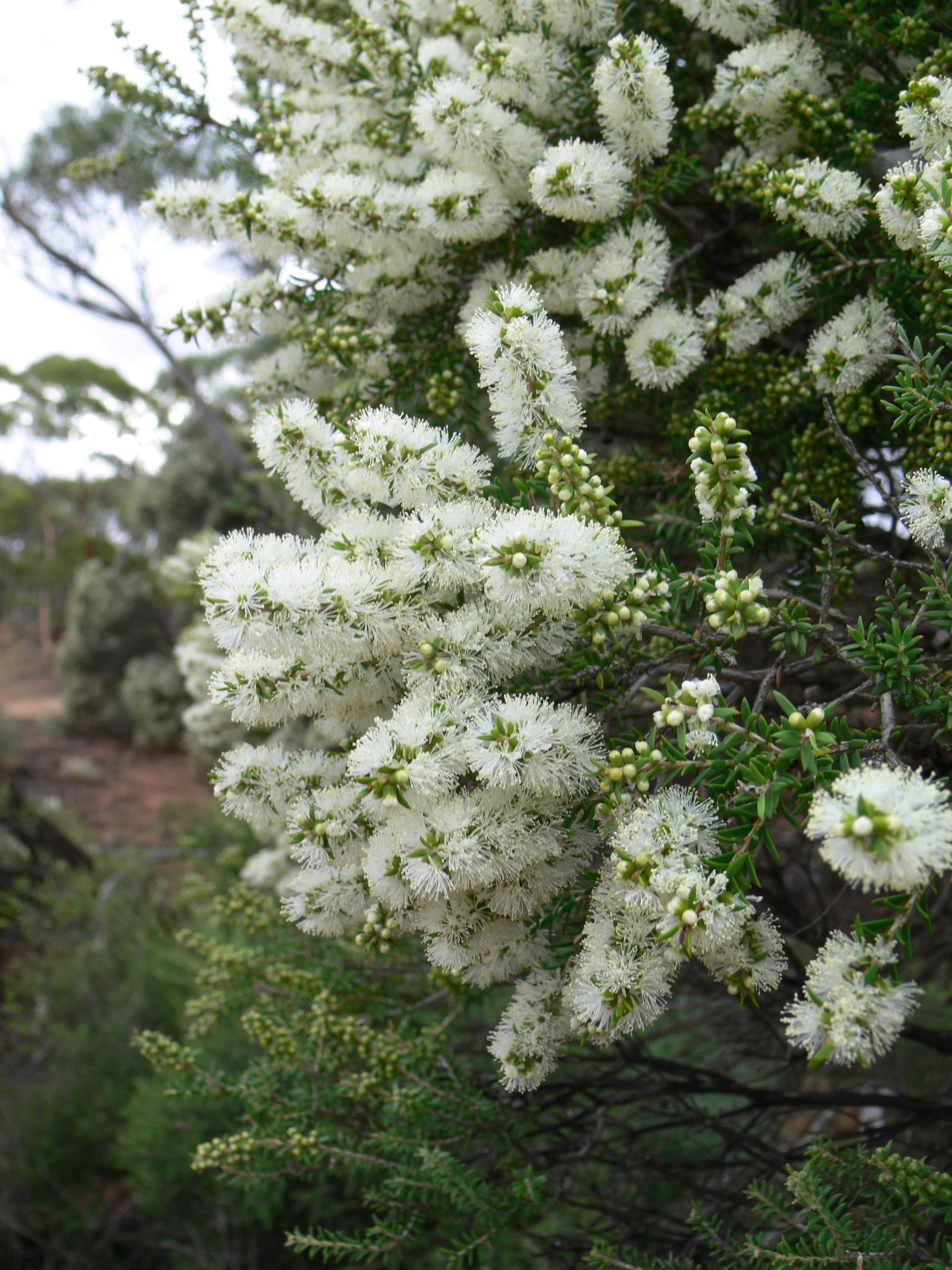 Trees For Life tree scheme orders now open