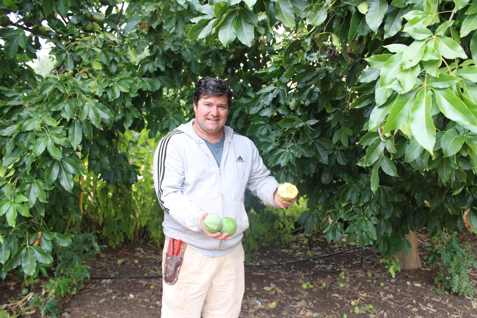 White sapote could become the new craze