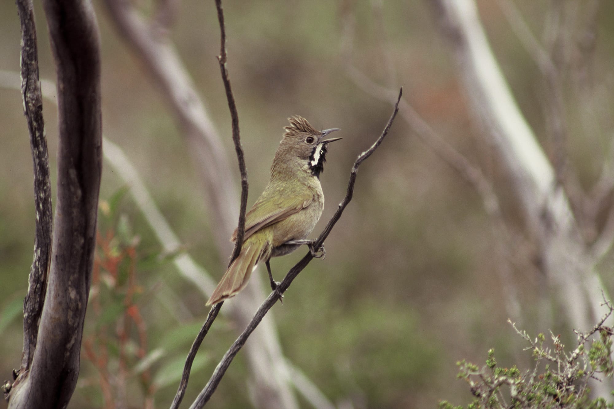 Endangered whipbird found in enviro park