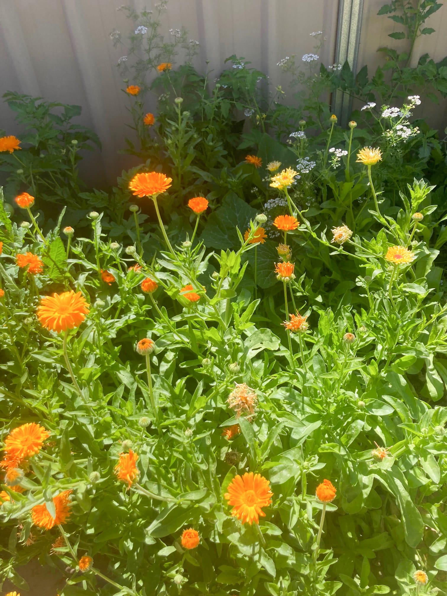 The Fair-Weather Gardener