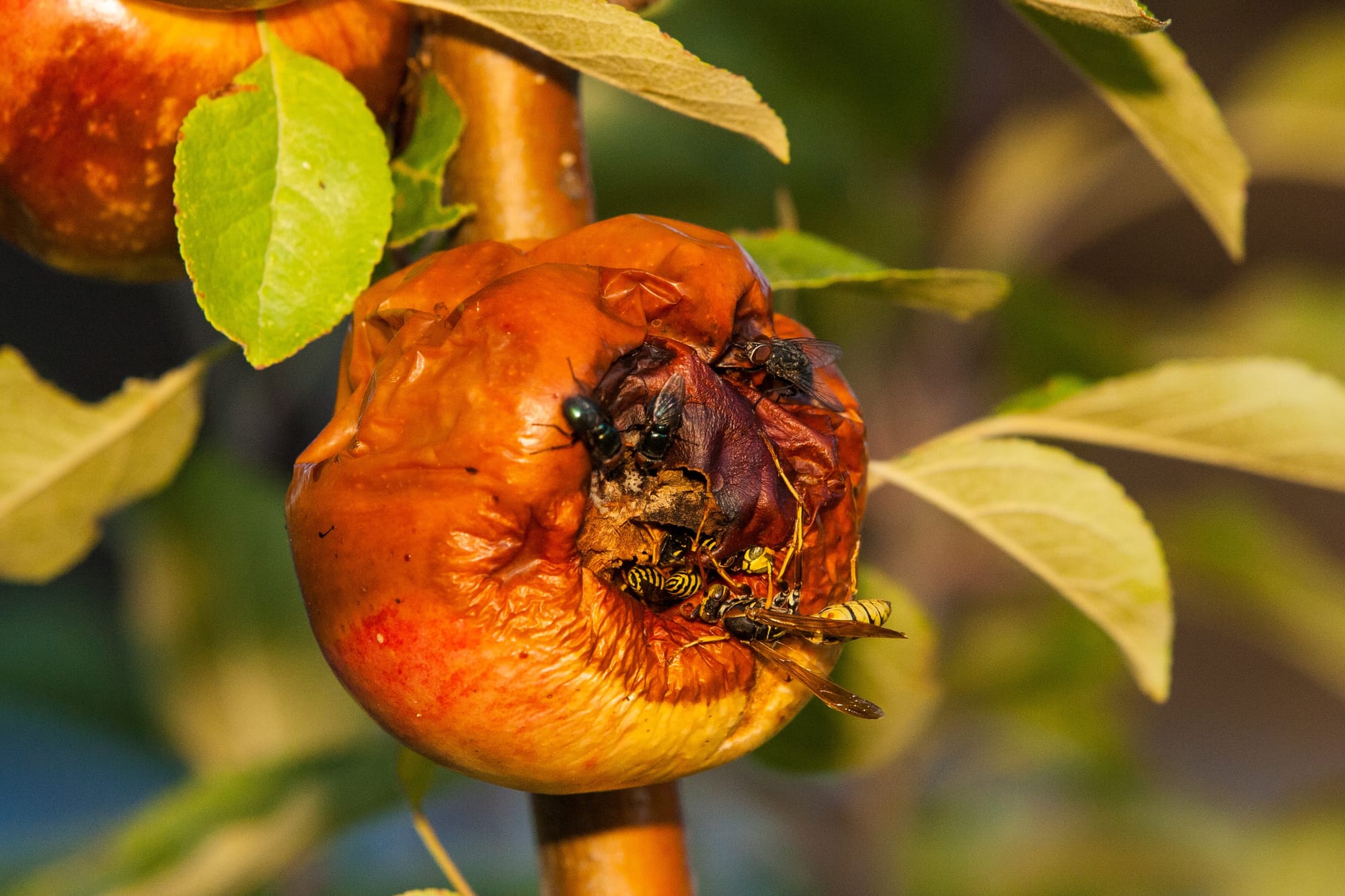 Loxton North the newest fruit fly victim