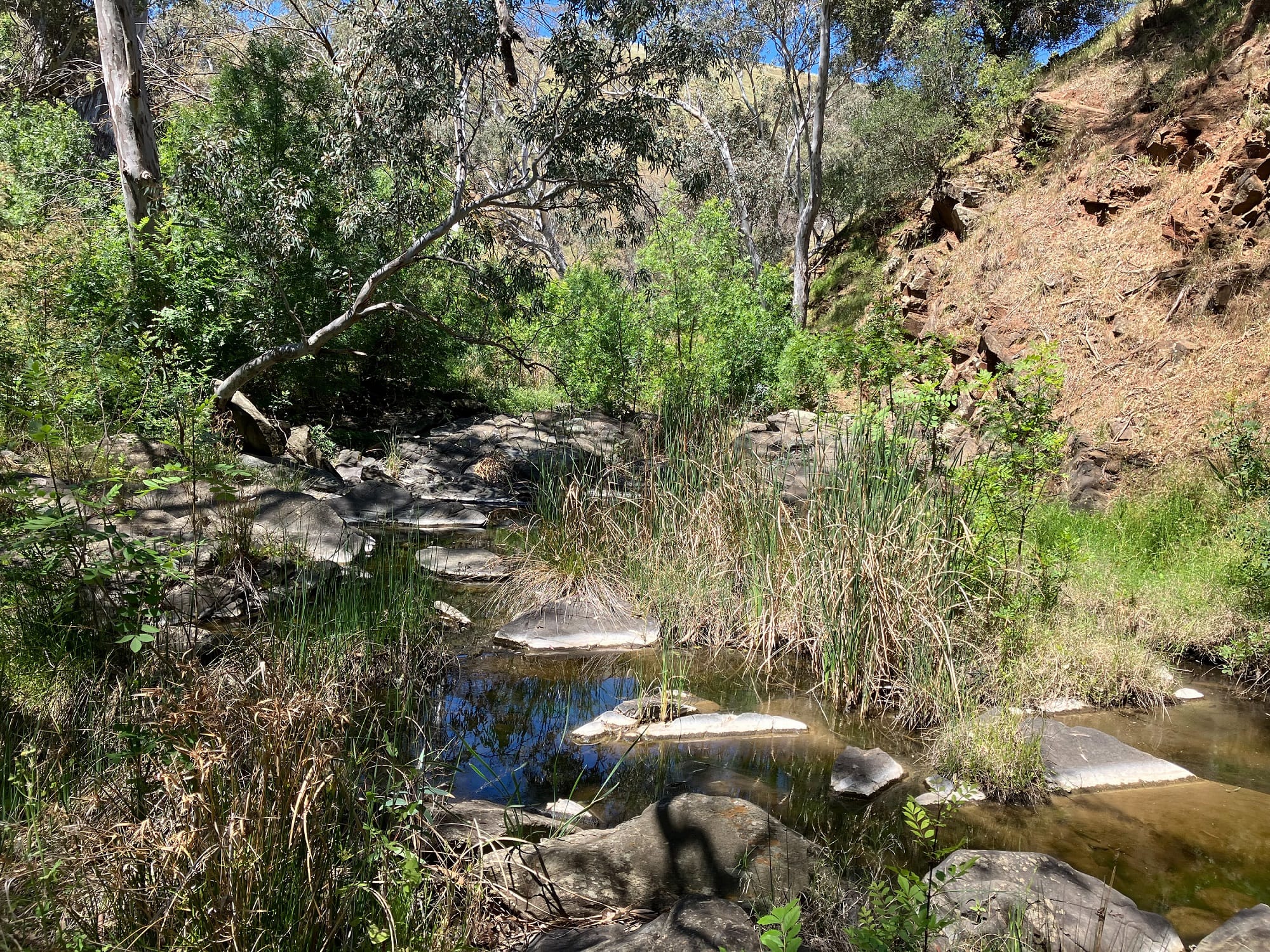 Grants available for native restoration