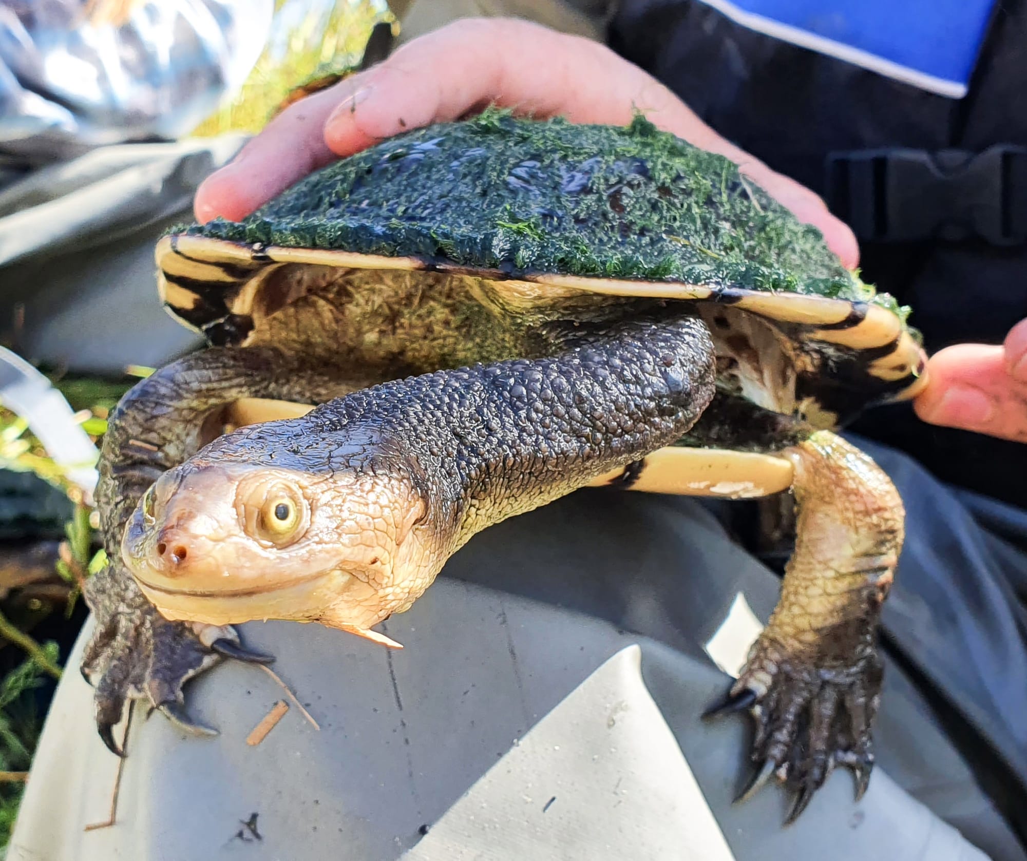 Building turtle populations during National Turtle Month