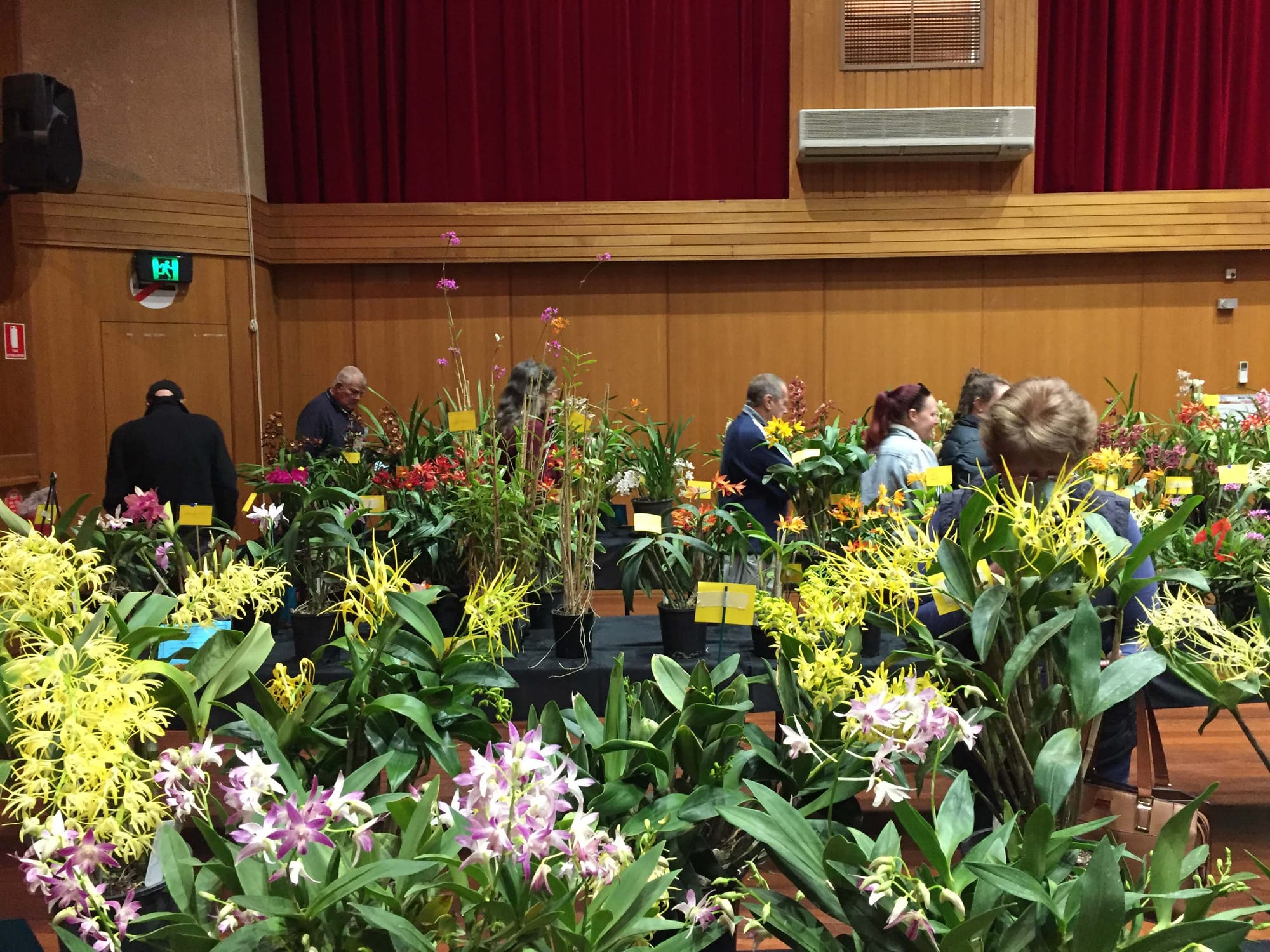 SA’s largest orchid show set for August