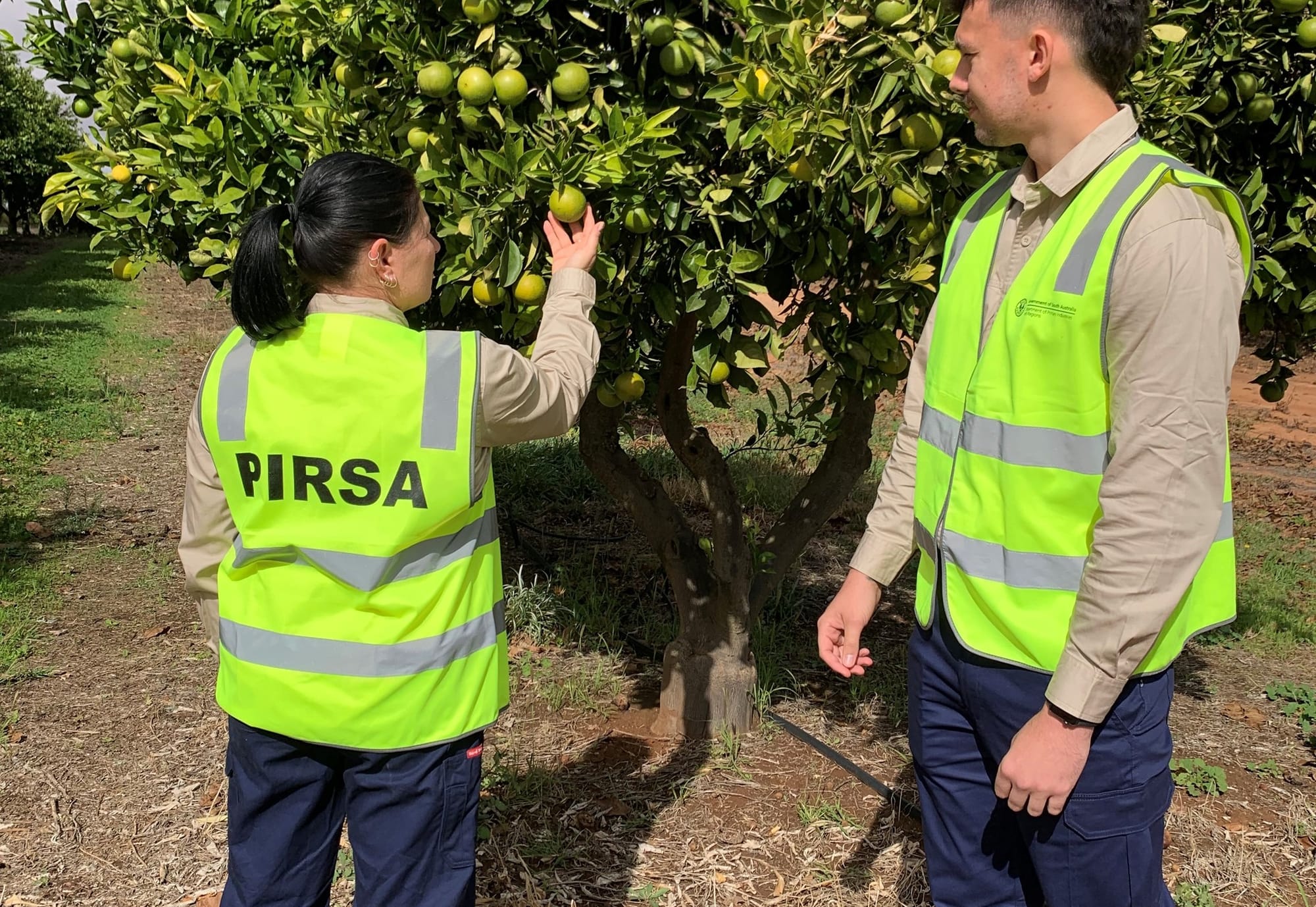 New look for PIRSA’s fruit fly eradication team