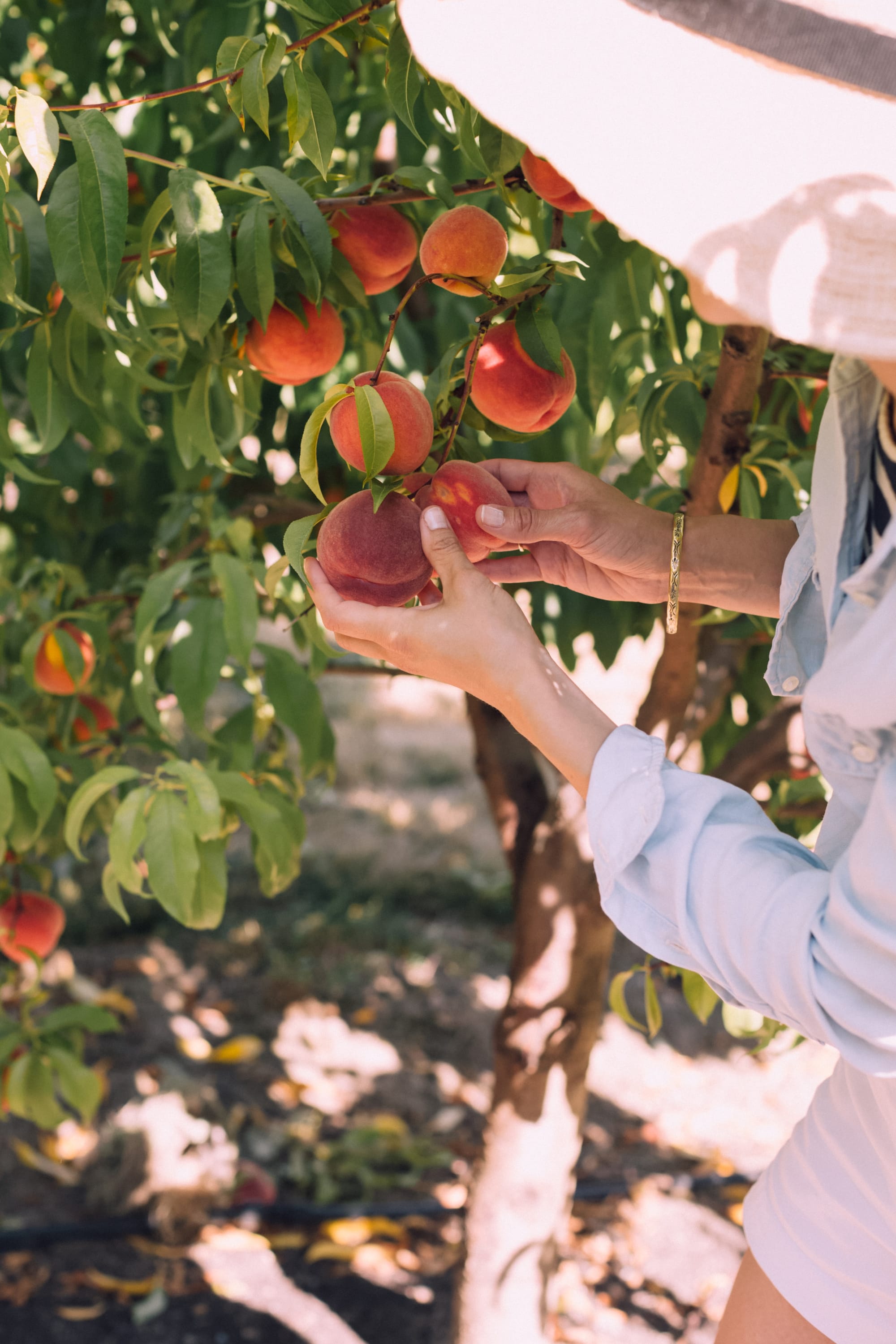 Stone fruit takes $70m hit from labour problems