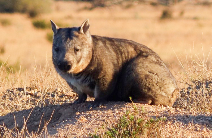 Improved outlook for wombats out west