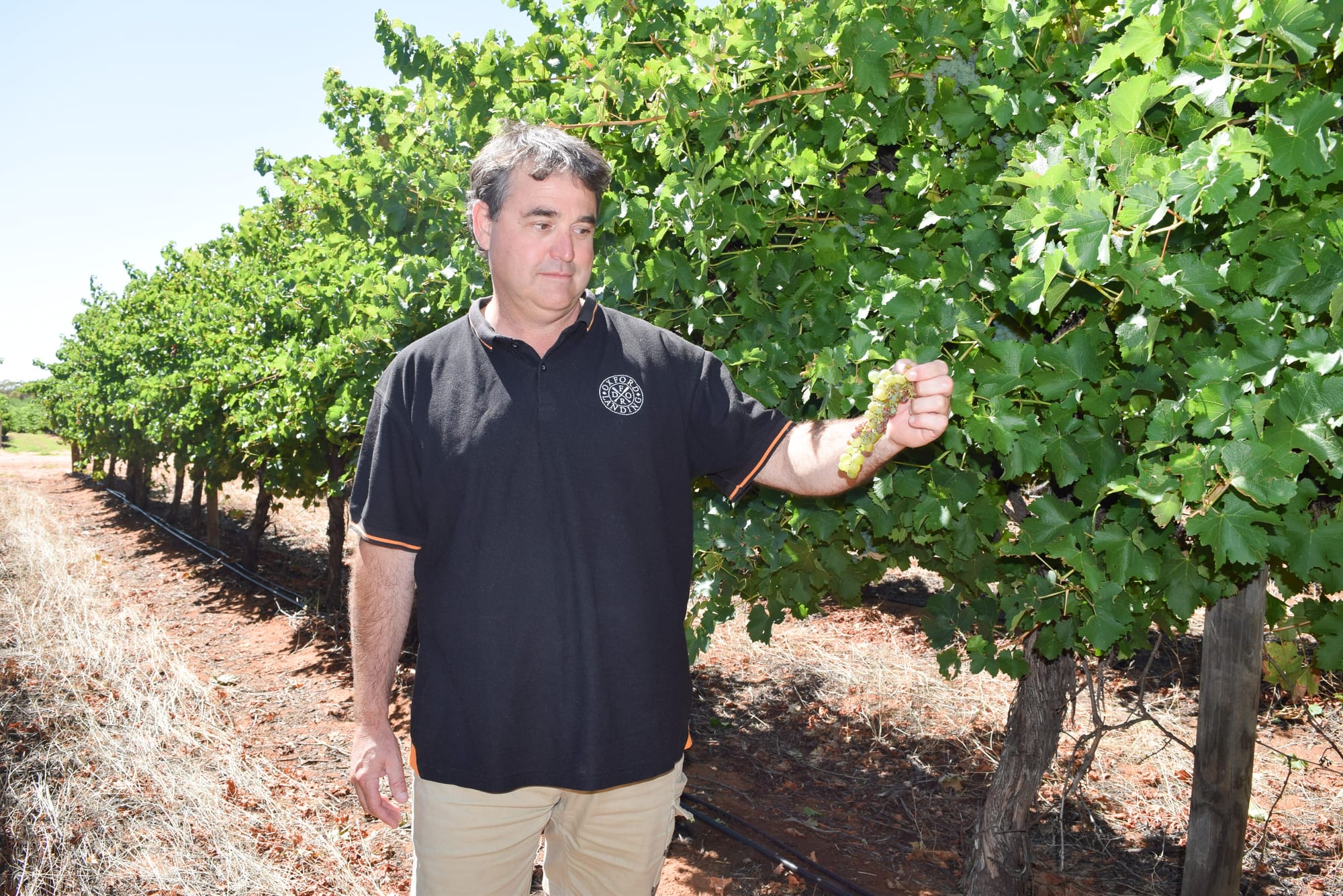 Riverland West growers race to rescue vintage